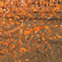confetti